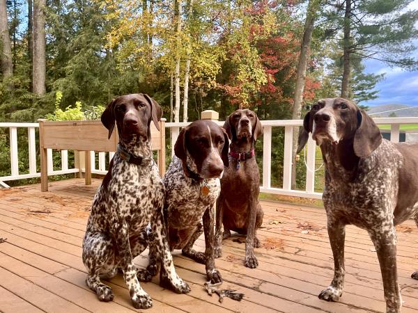 /images/uploads/southeast german shorthaired pointer rescue/segspcalendarcontest2021/entries/22046thumb.jpg